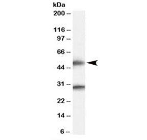 Western blot testing of human cerebral cortex lysate with TMPRSS5 antibody at 0.5ug/ml. Predicted/ob