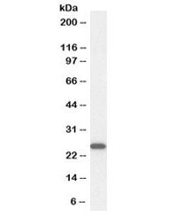 Western blot testing of human kidney lysate with OAZ1 antibody at 0.3ug/ml. Expected molecular weigh