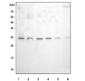 Western blot testing of 1) human 293T, 2) human Raji, 3) human ThP-1, 4) human HeLa, 5) rat RH35 and