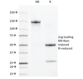 CLEC9A Antibody