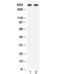 ITPR3 Antibody