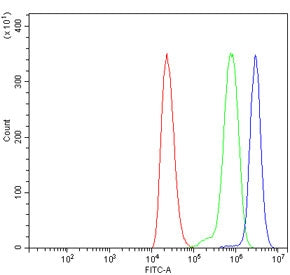 CLASP2 Antibody / CLIP-associating protein 2