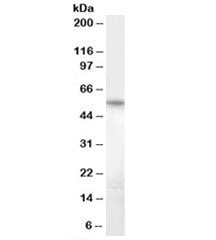 Bruno-like 5 Antibody