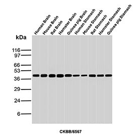 Western blot analysis of Human Brain, Mouse Brain, Rat Brain, Hamster Brain, Guinea pig Brain, Human