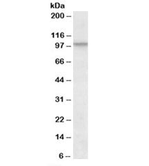 CUL2 Antibody