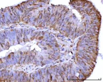 RPS25 Antibody / 40S ribosomal protein S25