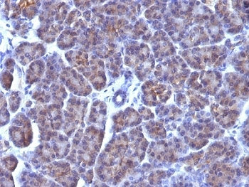 Golgi Antibody