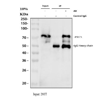 Immunoprecipitation of PRC1 protein from 500ug of human 293T whole cell lysate with 2ug of PRC1 anti