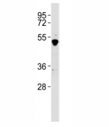 GATA2 Antibody