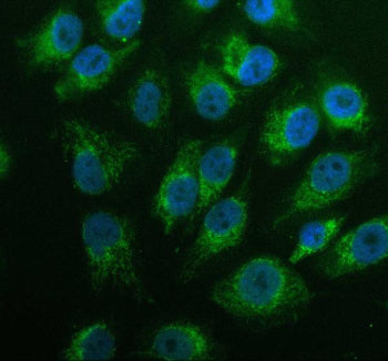 Immunofluorescent staining of GK2 using anti-GK2 antibody (green). GK2 was detected in an immunocyto