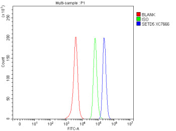 Flow Cytometry analysis of SH-SY5Y cells using anti-SETD5 antibody. Overlay histogram showing SH-SY5
