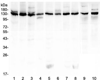 Bub1 Antibody