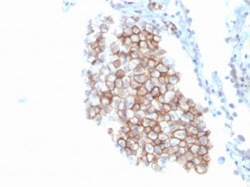 CD86 Antibody