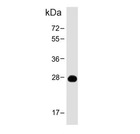 PRSS57 Antibody