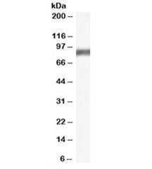 Western blot testing of rat stomach lysate with Arachidonate 5-lipoxygenase antibody at 0.3ug/ml. Pr