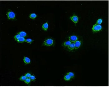 AIFM1 Antibody