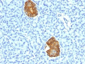 IHC testing of human pancreas stained with Insulin antibody cocktail (E2-E3 + 2D11-H5).