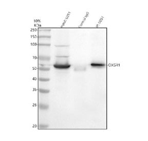 Immunoprecipitating OXSR1 in human U251 whole cell lysate. Western blot analysis of OXSR1 using anti