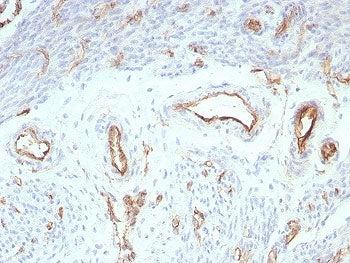 CD31 Antibody / PECAM-1