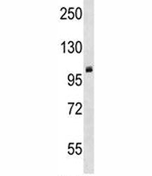 PRMT10 antibody western blot analysis in mouse cerebellum tissue lysate.