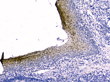 Stefin B Antibody