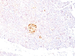 IHC testing of FFPE human pancreas with NSE antibody (clone NSEL1-1). Staining of FFPE tissue requir