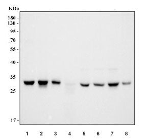 Western blot testing of 1) human A549, 2) human 293T, 3) human Caco-2, 4) human ThP-1, 5) rat C6, 6)