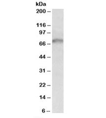 GRB10 Antibody