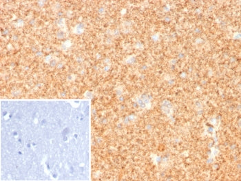 PGP9.5 / UchL1 Antibody