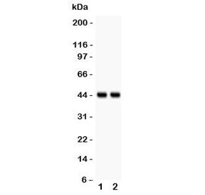 RUNX3 Antibody