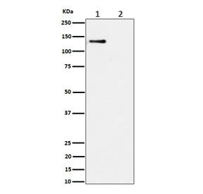 Western blot testing of lysate from 1) human HeLa cells and 2) human HeLa cells treated with alkalin