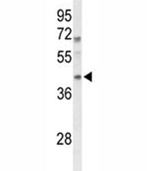 MAFA Antibody