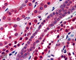 IHC testing of FFPE human kidney with STXBP6 antibody at 4ug/ml. HIER: steamed with pH6 citrate buff
