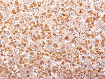 IHC testing of FFPE human pituitary gland with recombinant ACTH antibody (clone r57). Required HIER: