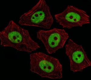 Immunofluorescent analysis of A549 cells using XRCC1 antibody at 1:25. Alexa Fluor 488-conjugated se