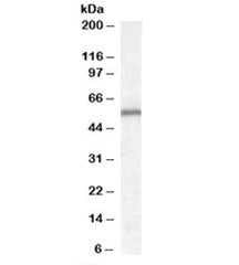 Western blot testing of human cerebellum lysate with Neurotrophin 4 antibody at 0.1ug/ml. Expected m