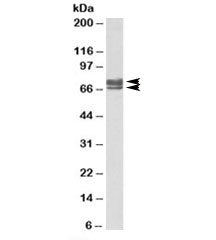 PEX5 Antibody