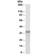 Western blot testing of HEK293 lysate with Fibrillarin antibody at 1ug/ml. Predicted molecular weigh