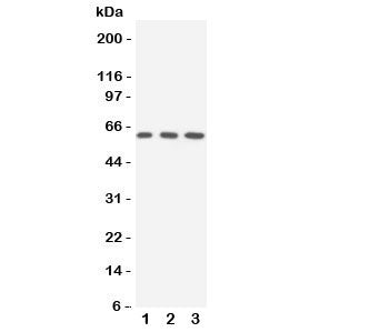 SLC22A3 Antibody OCT3