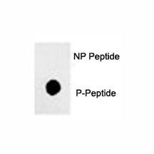 Dot blot analysis of phos-Sox2 antibody. 50ng of phos-peptide or nonphos-peptide per dot were spotte
