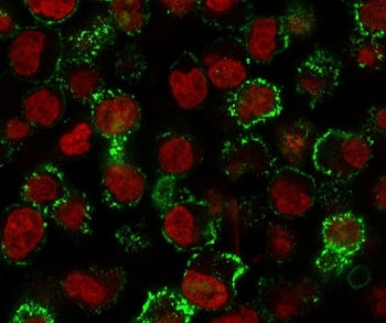 Immunofluorescent staining of human Raji cells with CD20 antibody (clone CDLA20-1, green) and Reddot
