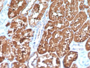 IHC staining of FFPE human kidney with biotin-conjugated FTL antibody (clone FTL/1386). HIER: boil t