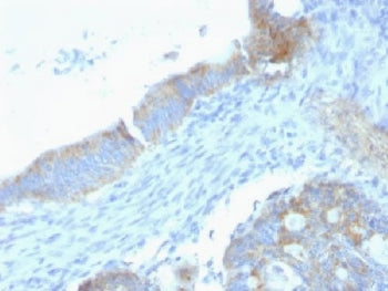 Perlecan Antibody (Large)