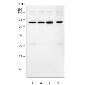 Western blot testing of human 1) HeLa, 2) K562, 3) SH-SY5Y and 4) MCF7 cell lysate with ERVW-1 antib