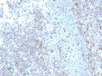 ICAM-3 Antibody / CD50
