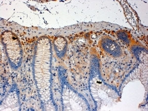 IHC staining of FFPE human colon with CSK antibody at 4ug/ml. HIER: steamed with pH6 citrate buffer,