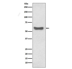 IgA Heavy Chain Antibody