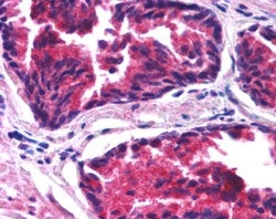 SNX26 Antibody