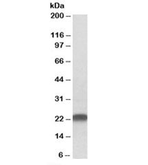 LIN7B Antibody