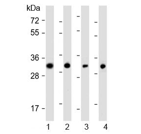 Western blot testing of human 1) SW480, 2) PANC-1, 3) MCF7 and 4) HeLa cell lysate with OR7C2 antibo